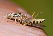 zebraspin (salticus scenicus) 5-2018 3916